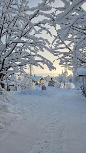 a tree covered in snow with a house in the background at Riverside cottage in Rovaniemi