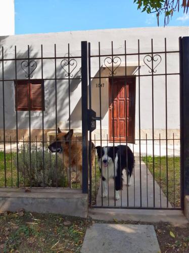 two dogs are standing behind a gate at Ave del Paraíso in Colón