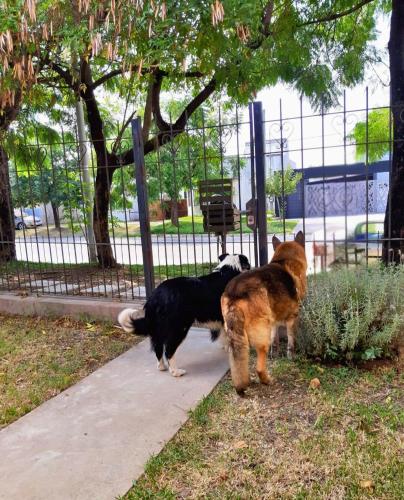 two dogs standing on a sidewalk next to a fence at Ave del Paraíso in Colón