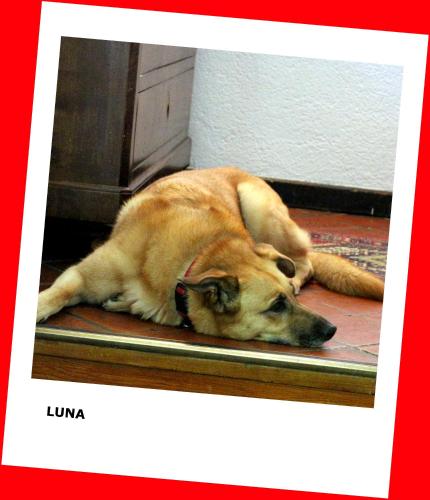a large brown dog laying on the floor at Hotel La Quiete in Bardonecchia