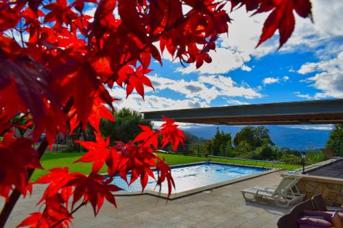 a tree with red leaves in front of a swimming pool at Casa Cabo da Eira in Arcos de Valdevez