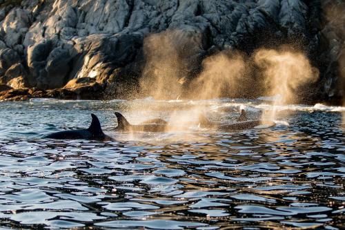 a couple of dolphins swimming in the water at Vannøy Sport og Havfiske in Vannvåg