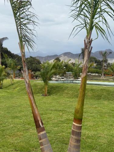 two palm trees in a field of grass at Club Positano Fundo Dell'Angelo in Mala