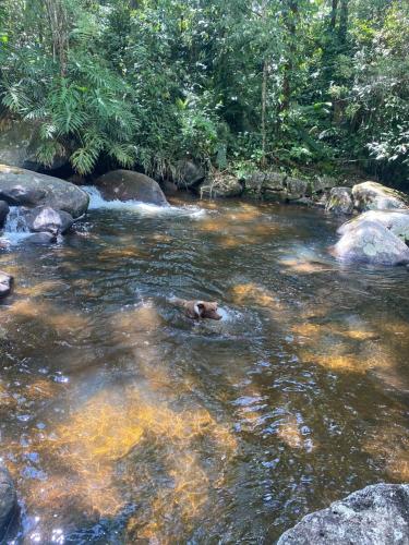 a stream of water with rocks and trees at Chalé aconchegante em Resende in Resende