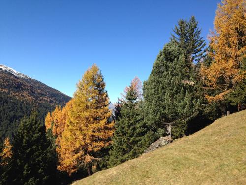 a group of trees on the side of a hill at Chalet Del Bosco in Valdisotto