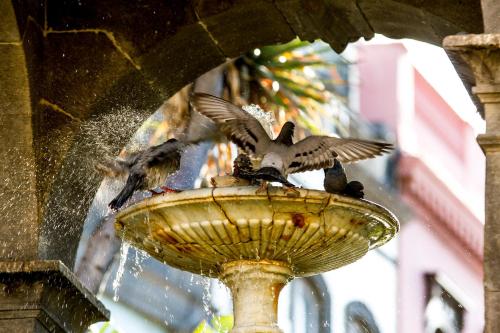 two birds sitting on top of a bird bath at Aminta Home in Las Palmas de Gran Canaria
