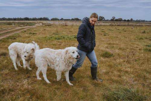 a man standing in a field with two dogs at Organic Farm Stay by Tiny Away in Numurkah