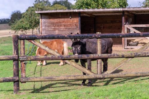 two cows standing in a field behind a fence at Le Grand Mesnil - Collection Idylliq in Pré-en-Pail