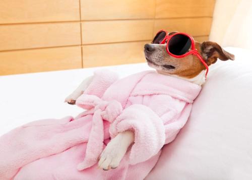 a dog wearing sunglasses and a pink blanket at Skysail - Exceptional Sea Views in Mevagissey