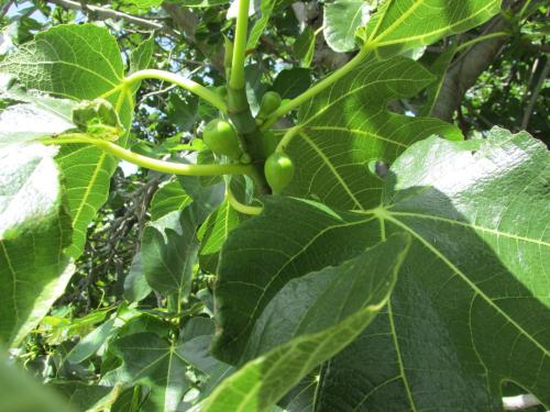 a bunch of green grapes growing on a tree at Apartmani Roza Lopar in Lopar