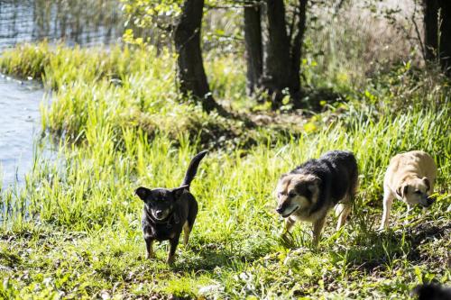three dogs walking in the grass near a body of water at Siedlisko Błominko in Rzeck