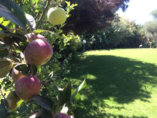 an apple tree with a bunch of apples on it at A Casa Di Angela B&B in Carbonia