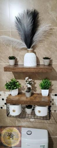 a shelf with potted plants on top of a toilet at Simpsons Little Gem 1 in Kingston