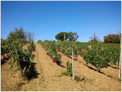 Κήπος έξω από το Agriturismo San Giusto