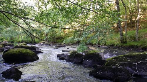a stream with rocks and trees in a forest at Les Fougères Du Lac in Saint-Plantaire