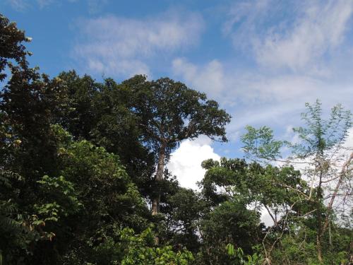 a group of trees with the sky in the background at Cabinas Villa Drake in Drake
