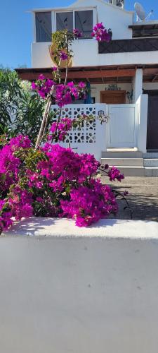 Los Arbustos