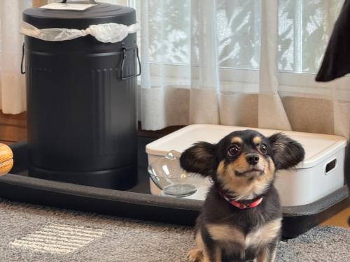 a small dog sitting in a dog bed at ユーカラ屋 in Nanae