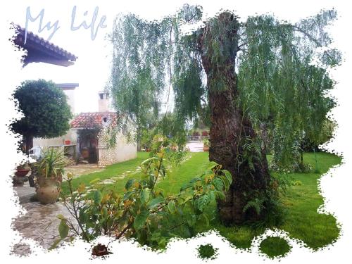 a tree in the middle of a yard at MyLife B&B Country House in Castellaneta Marina 