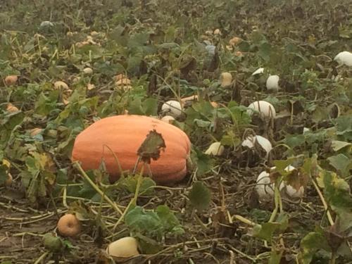 an orange pumpkin on the ground in a field at Alte Heimat in Schwegenheim