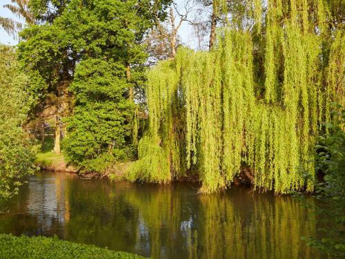 a weeping willow tree hanging over a river at Les Prés D'ondine in Sélestat