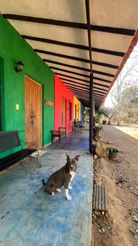 un gatto seduto sul pavimento di un edificio di Posada Colonial 