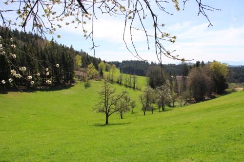 a green field with a tree in the middle at Western Style Planenwagen in Henndorf