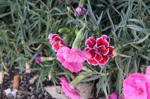 a group of pink flowers in a garden at Big Pines Mountain House in South Lake Tahoe