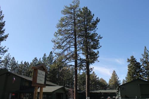 a tall pine tree in front of a building at Big Pines Mountain House in South Lake Tahoe