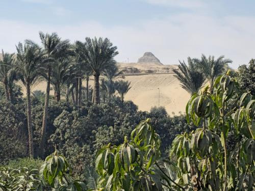 Ancient Backyard Guesthouse