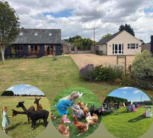 a collage of photos of a girl playing with chickens at Cosy Annexe With Peaceful Surroundings in Upwell