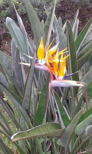 a plant with yellow flowers in the middle of it at Meru Mbega Lodge in Usa River