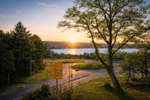 a tree on a road with the sunset in the background at Seeblick-Apartment am Bodensee bei Konstanz mit großer Terrasse in Reichenau