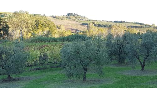 three trees in a field with a hill in the background at Podere Chiasso Gherardo in Peccioli