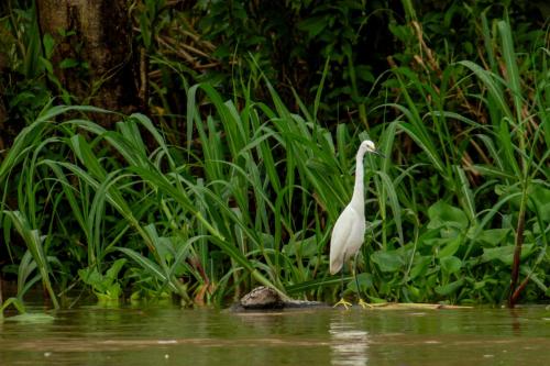 Altri animali domestici presso il lodge o nei dintorni