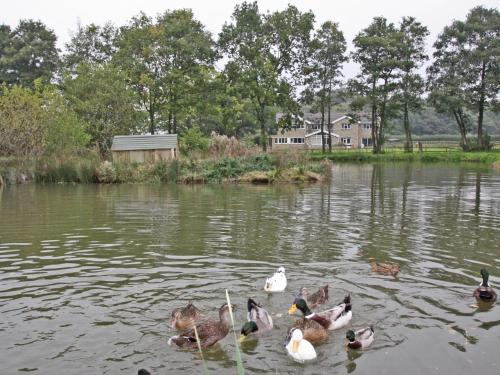 a group of ducks swimming in a pond at Springfield Court - Lakeview in Bonvilston