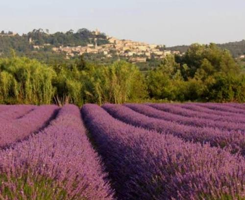 a lavender field with rows of purple flowers at BOHO 2 Vue Panoramique in Bonnieux