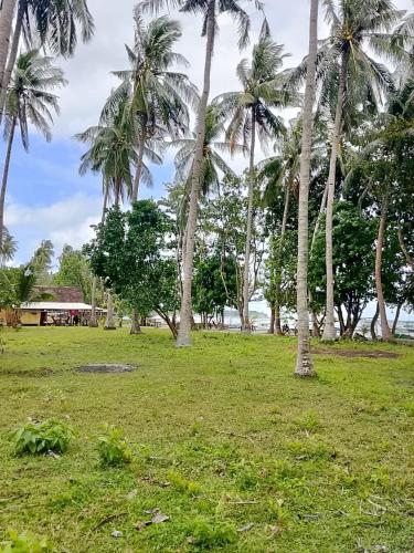 a field with palm trees and a house in the background at Amera Beach in Karimunjawa