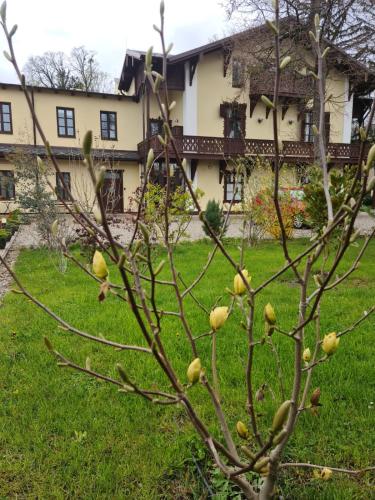 Villa Musik - historical apartments, Baden
