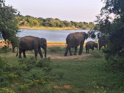 a herd of elephants walking in a field next to a river at Villa Mossa Ambalangoda Boutique villa villa in Ambalangoda