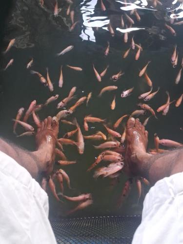 a group of feet in a pool of water with fish at Villa Mossa Ambalangoda Boutique villa villa in Ambalangoda