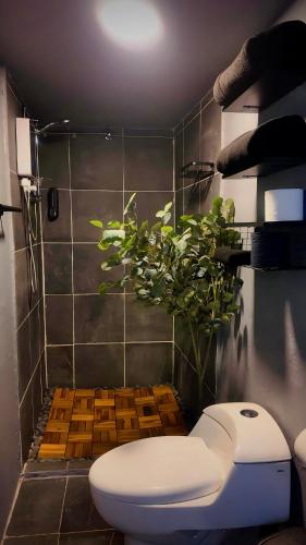a bathroom with a toilet and a plant at The Mercedes Room in Oaxaca City
