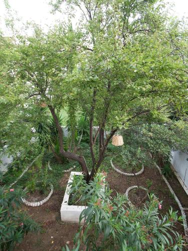 a tree in a garden with rocks around it at LAURA Skiathos in Skiathos Town