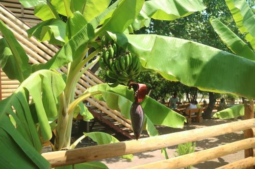 a bunch of bananas hanging from a banana tree at Chimera Pia Aparts in Cıralı