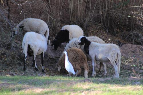 a group of sheep standing in a field with a bird at Kasbah Itrane in Tamnougalt