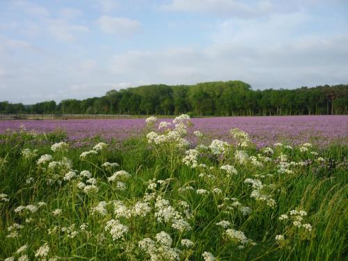 a field of purple and white flowers in a field at Toetindroaj in Kortemark