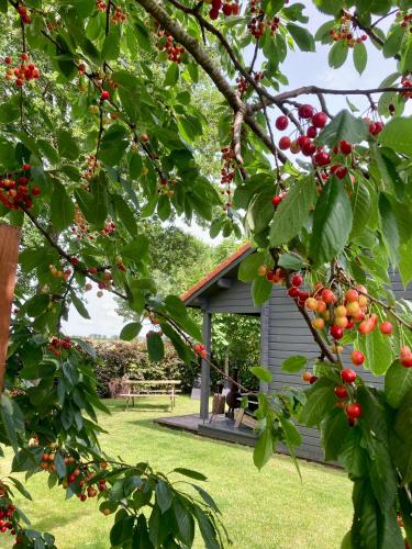 a tree with red berries in front of a cabin at Landelijk gelegen houten huisje in Opperdoes