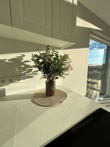 a plant in a vase on a counter in a kitchen at Brúarárbyggð B1 in Blaskogabyggo