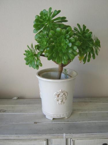 a green plant in a white pot on a table at Ladismith Manor in Ladismith