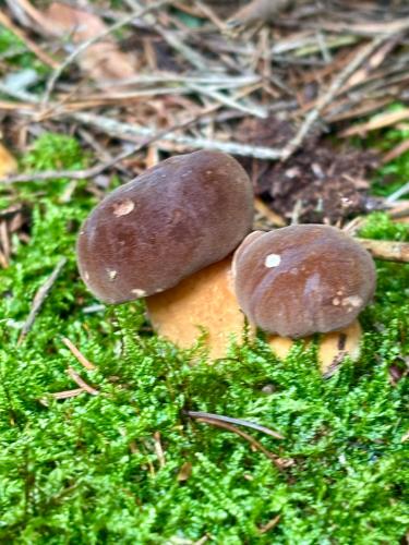 two mushrooms are sitting on the grass at Apartmán Pec 322 in Pec pod Sněžkou